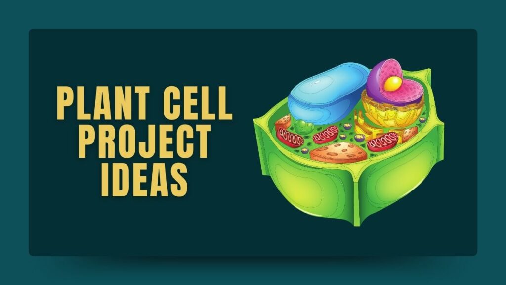 Plant Cell Project Ideas