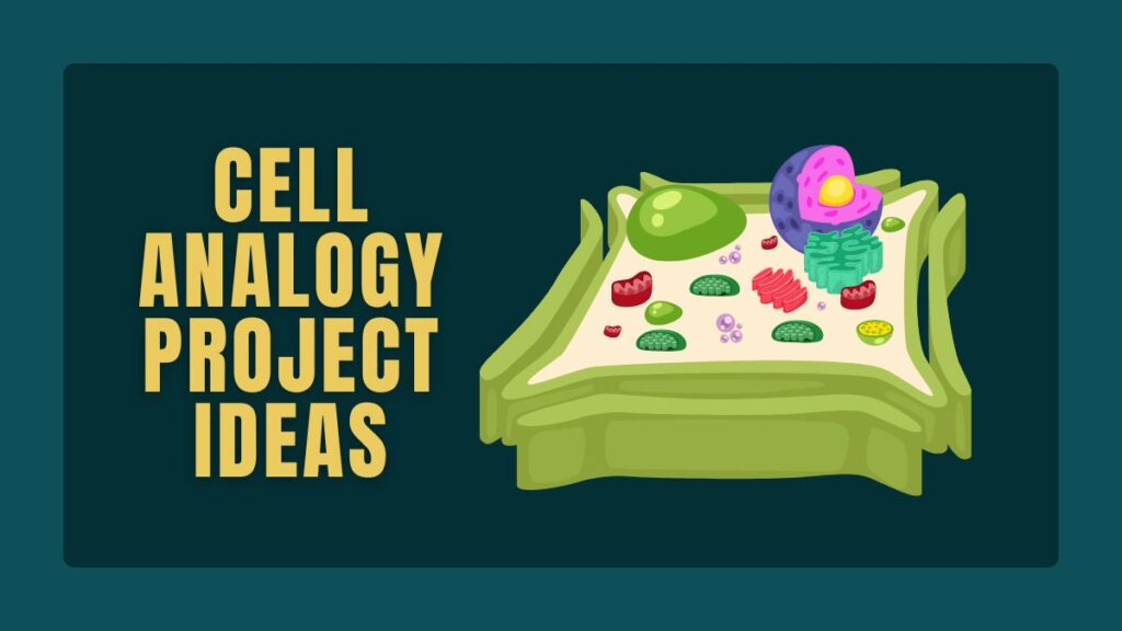 Cell Analogy Project Ideas