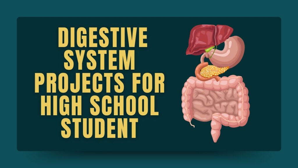 Digestive System Project Ideas for High School Students