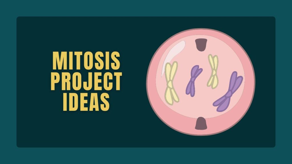 Mitosis Project Ideas