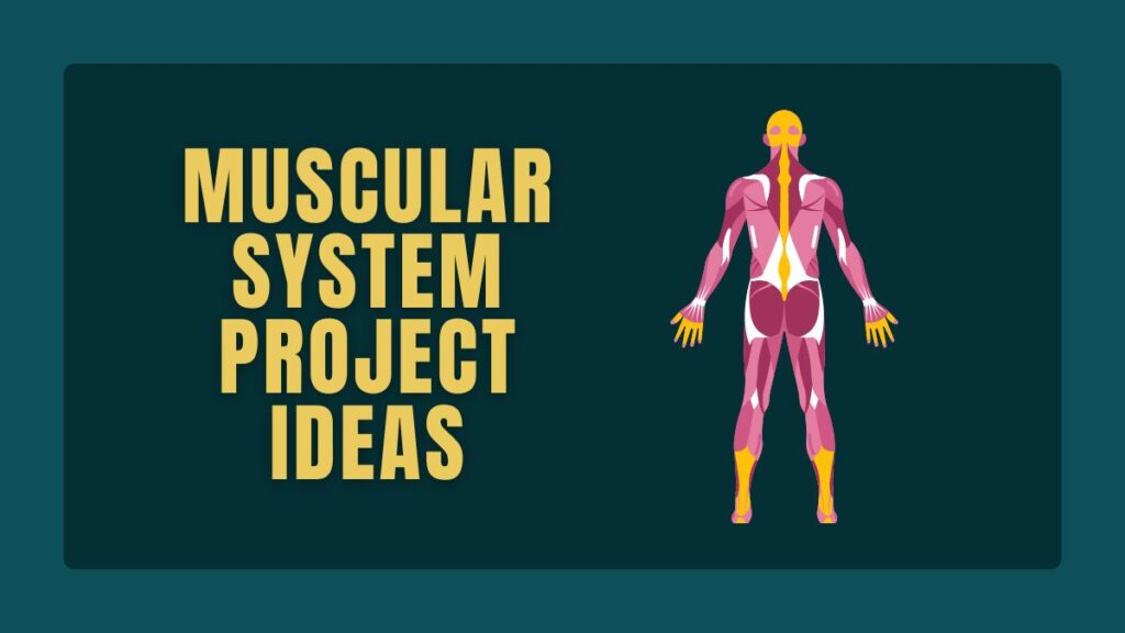 Muscular System Project Ideas